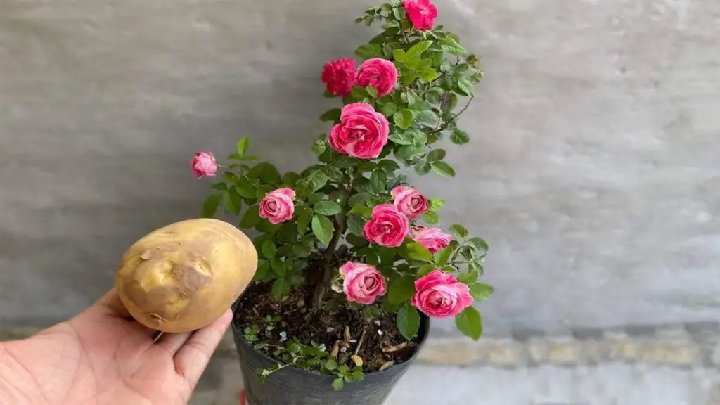 Deja 1 patata en la planta durante la noche: al día siguiente encontrarás algo único – Mis Consejos Jardinería