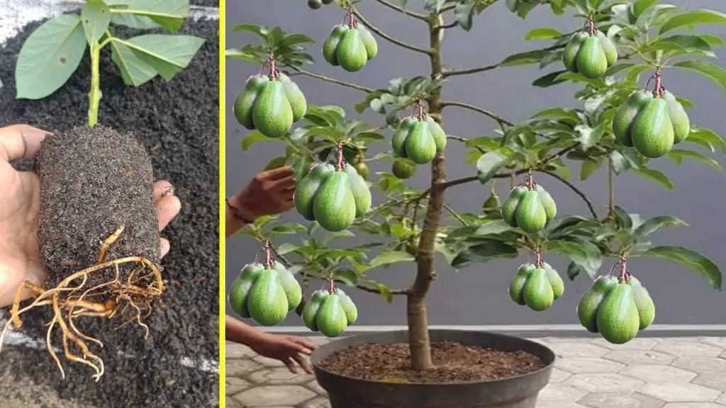 Deja de comprar aguacate. Aquí se explica cómo cultivar algunos en casa. – Mis Consejos Jardinería