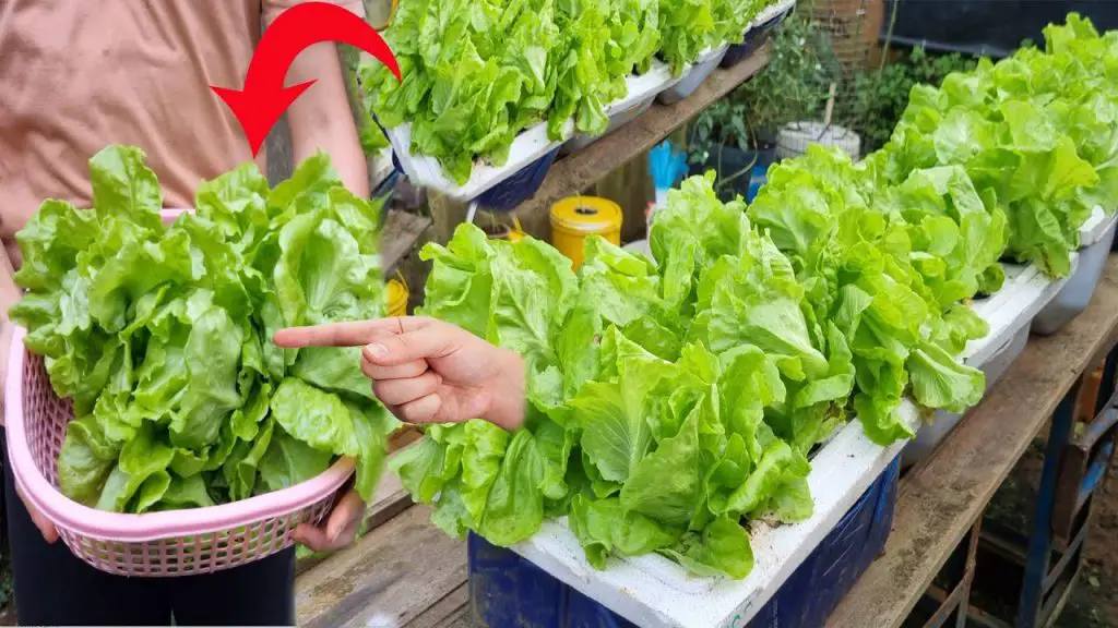 Desde la siembra hasta la cosecha… ¡la guía del editor para cultivar y cuidar con éxito sus lechugas! – Mis Consejos Jardinería