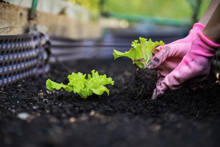 cómo plantar lechuga guía para cultivar lechuga correctamente consejos trucos