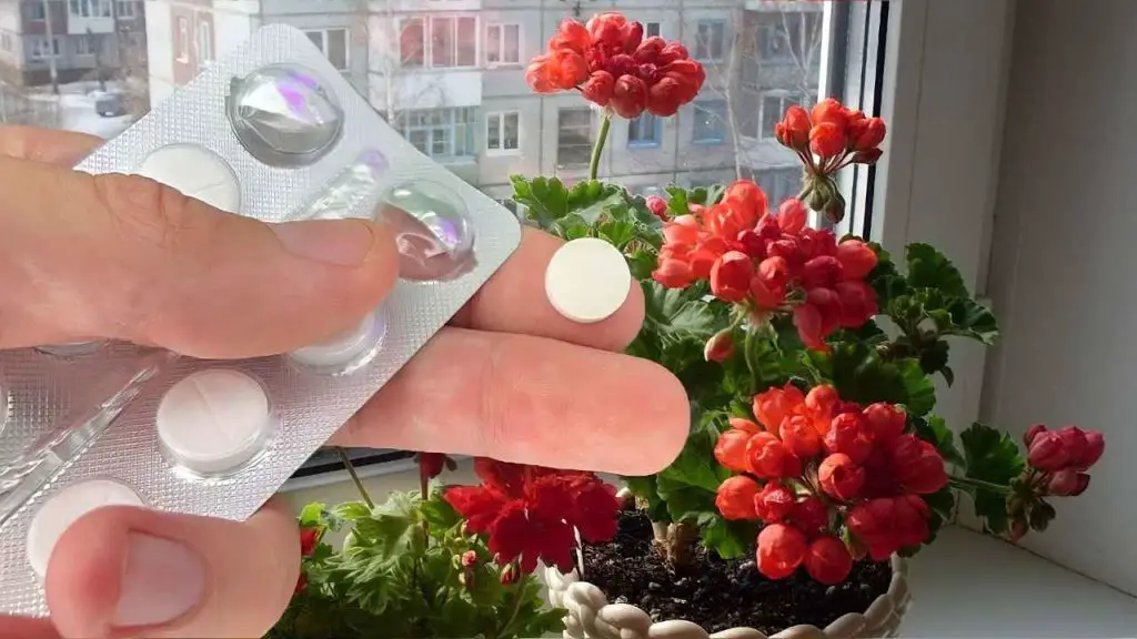 Despierta cualquier tipo de flor en pleno invierno, todas estarán celosas de tu jardín – Mis Consejos Jardinería