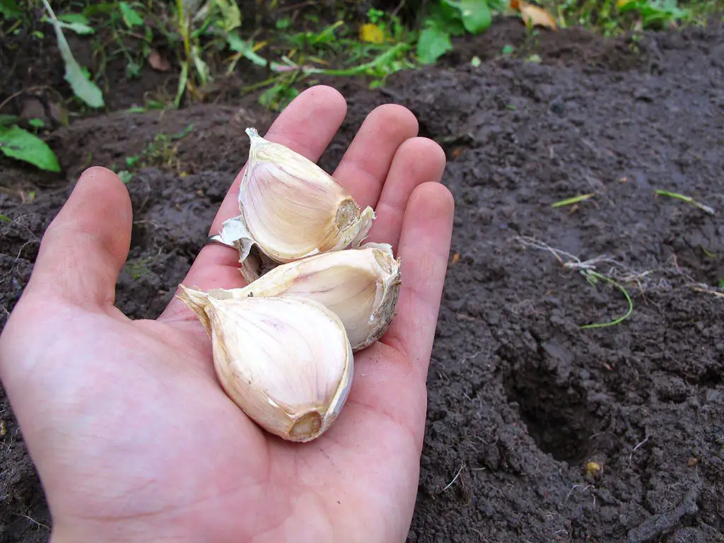 Diente de ajo en las plantas, el impensable secreto de todo jardinero: pocos lo saben – Mis Consejos Jardinería