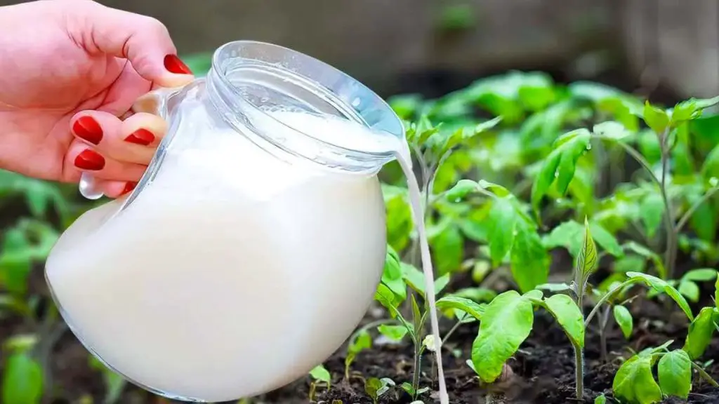 Duplica tu cosecha de frutas y verduras con este ingrediente frigorífico – Mis Consejos Jardinería