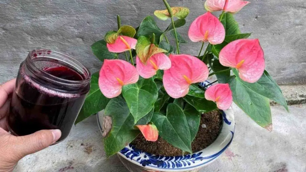 El anthurium producirá un montón de flores de esta agua, nunca se vio tan bien – Mis Consejos Jardinería