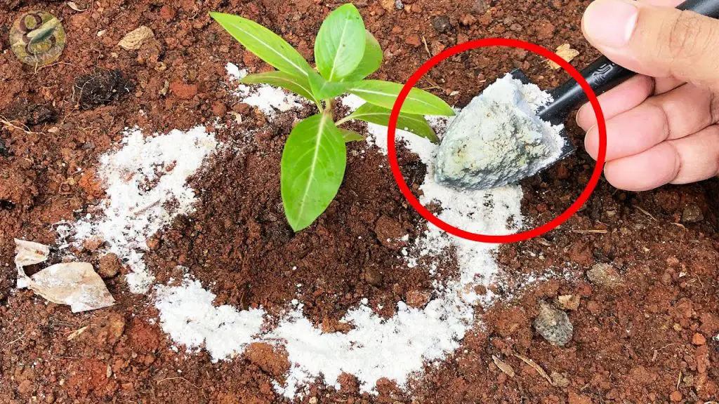 El bicarbonato de sodio es el mejor amigo de un jardinero – Mis Consejos Jardinería