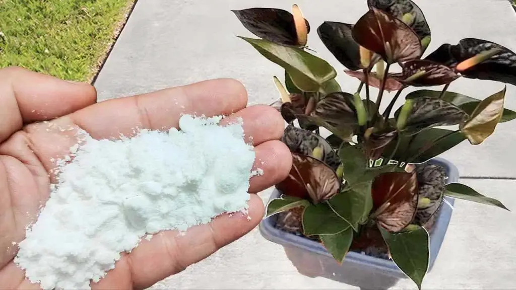 El mejor fertilizante natural para plantas utilizado por los viveristas – vale solo 10 centavos – Mis Consejos Jardinería