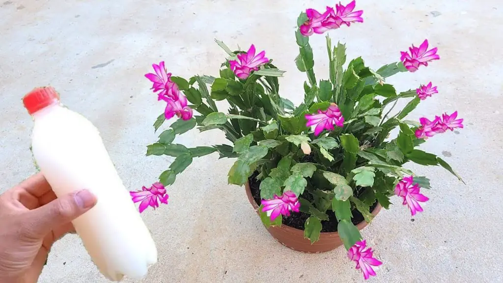 El secreto para hacer que tu cactus navideño produzca más flores – Mis Consejos Jardinería