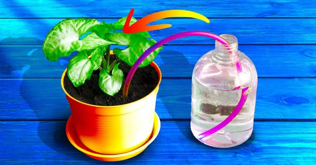 El truco de los jardineros para regar tus plantas cuando estás de vacaciones – Mis Consejos Jardinería