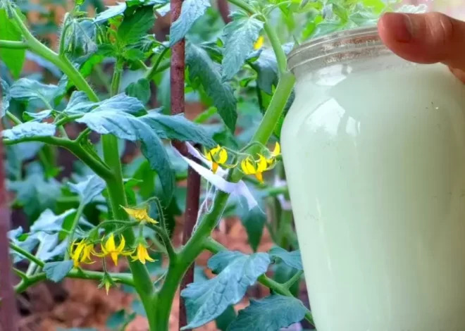 El truco natural para acelerar el crecimiento de las plantas y mantener alejadas a las plagas – Mis Consejos Jardinería