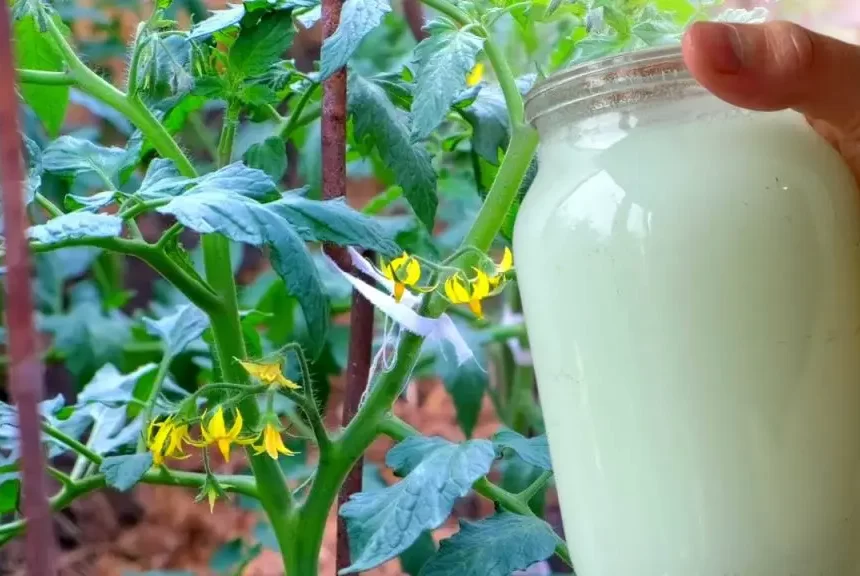 El truco natural para acelerar el crecimiento de las plantas y mantener alejadas a las plagas – Mis Consejos Jardinería