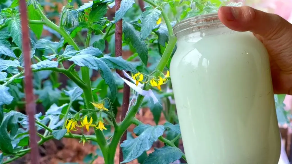 El truco natural para acelerar el crecimiento de las plantas y mantener alejadas a las plagas – Mis Consejos Jardinería