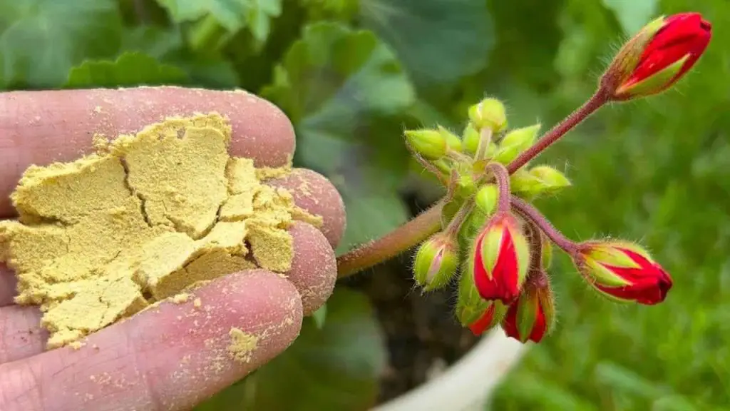 Espolvoréalo en cada maceta de flores que tengas en tu jardín y cobrarán vida al instante. – Mis Consejos Jardinería