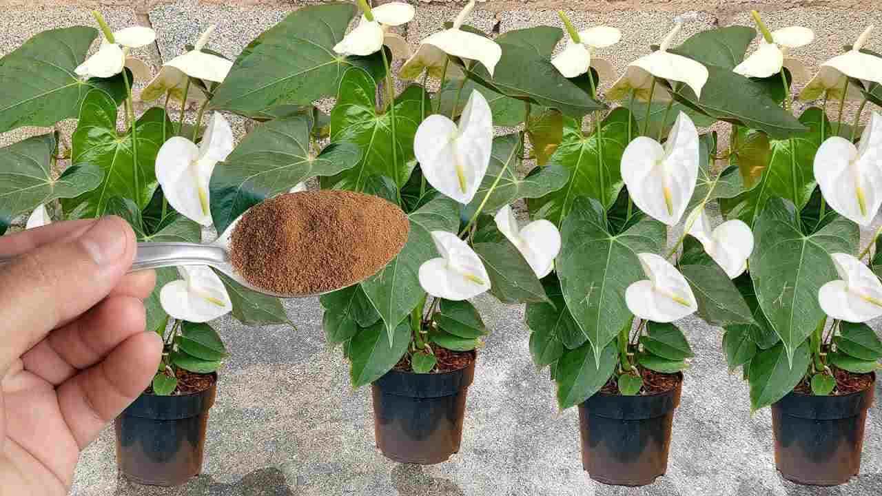 Espolvoréalo sobre las plantas que tengas en tu casa o jardín: floración garantizada