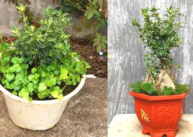 Esta flor atrae amor, dinero y felicidad a todos los hogares.￼ – Mis Consejos Jardinería
