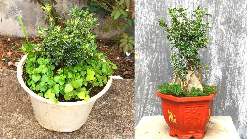Esta flor atrae amor, dinero y felicidad a todos los hogares.￼ – Mis Consejos Jardinería