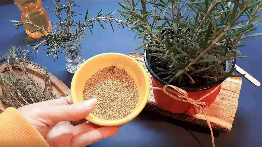 Esta hermosa planta lo cura todo de pies a cabeza – la tienes en el jardín – Mis Consejos Jardinería