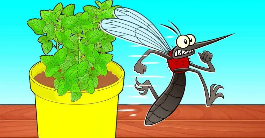 Esta planta aromática mantiene a los mosquitos alejados de casa, es fácil de cultivar incluso en el balcón – Mis Consejos Jardinería