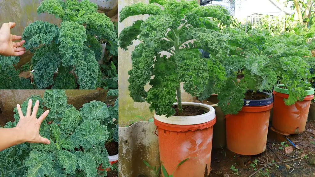 Estas 10 verduras que contienen más hierro que la carne – Mis Consejos Jardinería