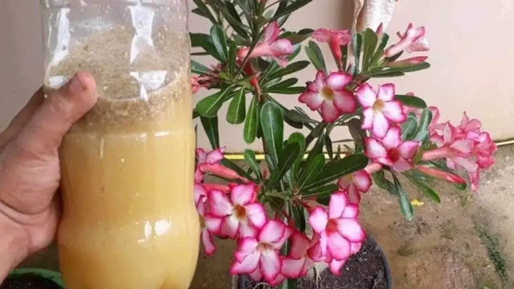 Este líquido hará que tu planta florezca increíblemente: 30 céntimos es suficiente – Mis Consejos Jardinería