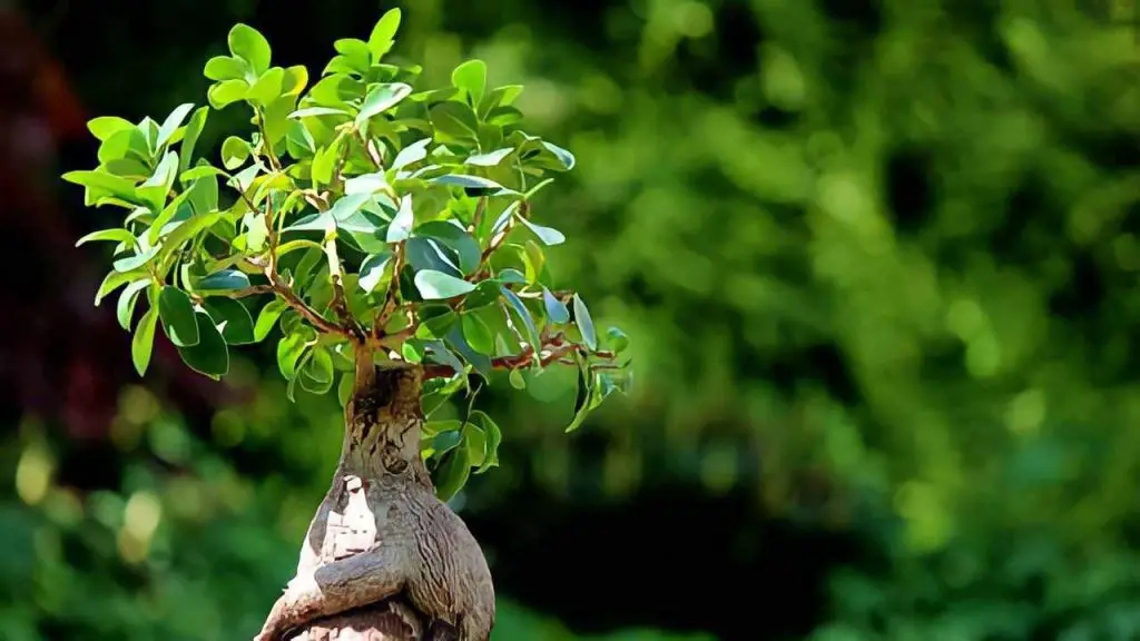 Ficus Bonsai en casa, ama este lugar: si lo dejas aquí vivirá para siempre – Mis Consejos Jardinería