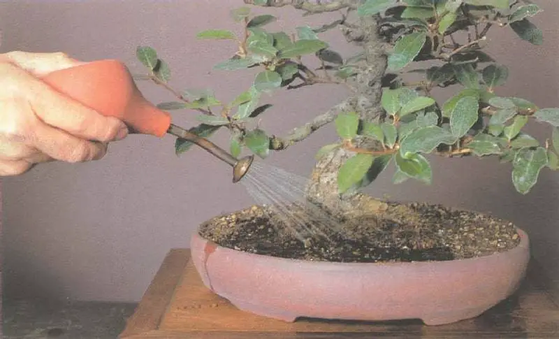 Ficus Bonsai siempre verde, cómo regarlo para hacerlo exuberante: nunca lo había tenido así – Mis Consejos Jardinería