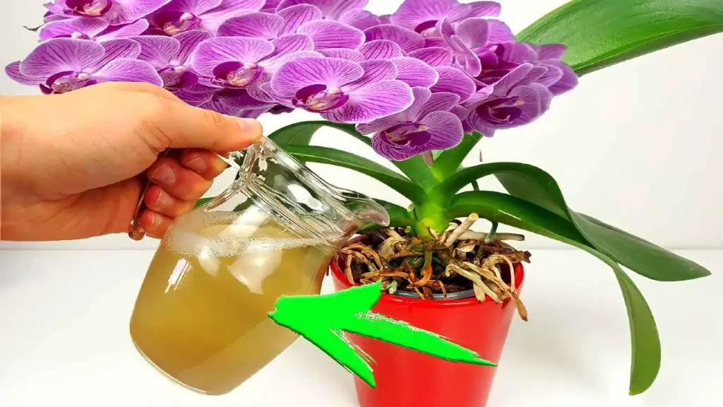 Floración inmediata si le das esto a tus plantas: 10 veces más potente que el agua – Mis Consejos Jardinería