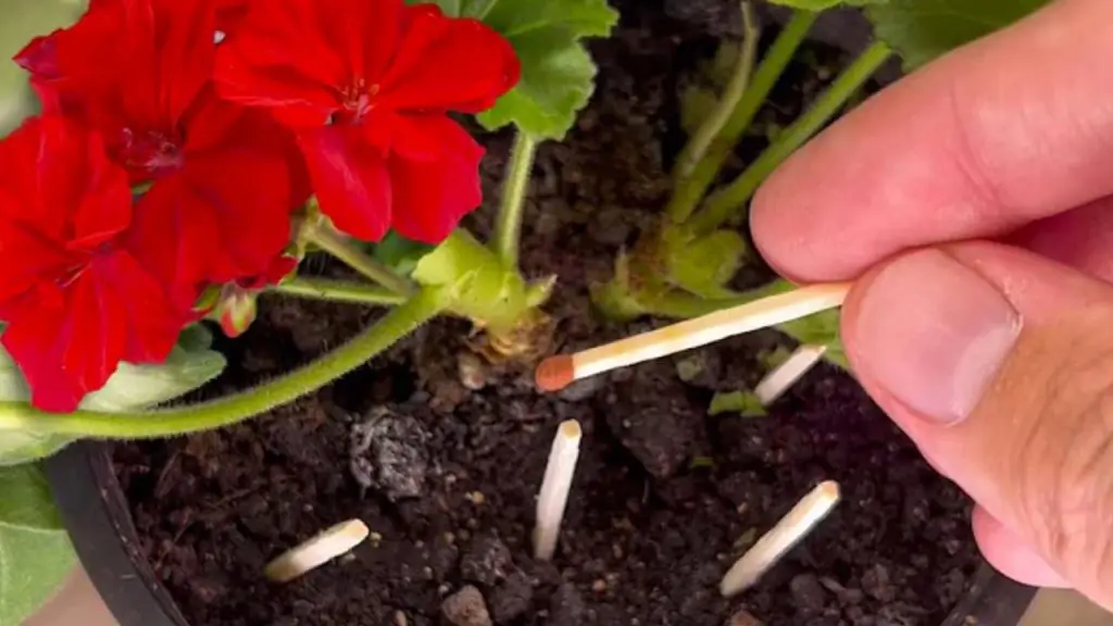 Fósforos en las plantas, por qué los jardineros comenzaron a hacerlo: la verdadera razón – Mis Consejos Jardinería