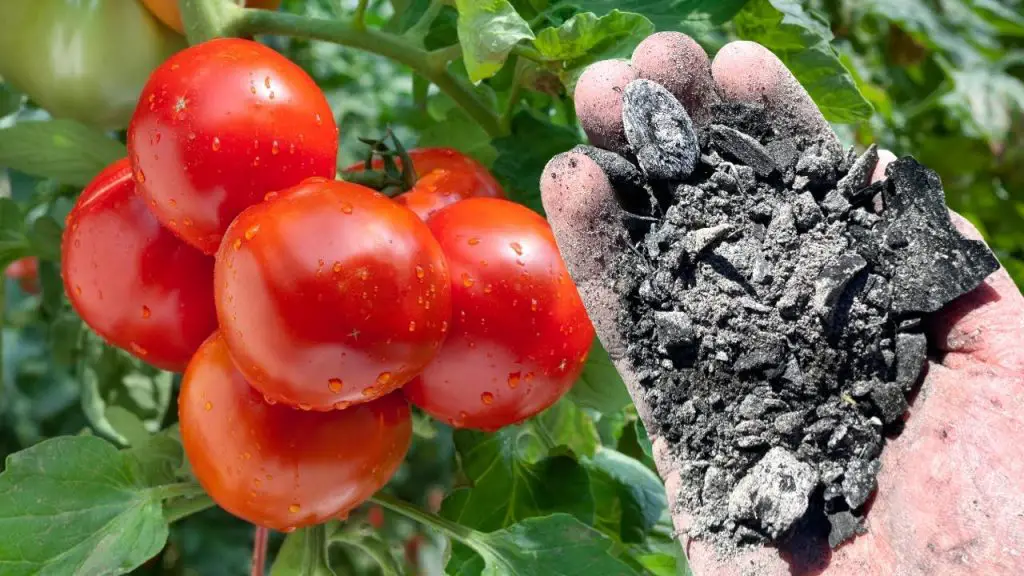 Fresno de madera para el jardín: 4 secretos a saber – Mis Consejos Jardinería