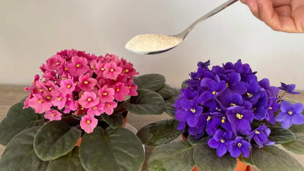 Haga esto todas las noches para que sus violetas florezcan profusamente, florecerán de inmediato. – Mis Consejos Jardinería