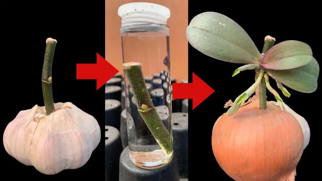 Hazlo ahora y verás como tu orquídea germina y florece todo el año – Mis Consejos Jardinería