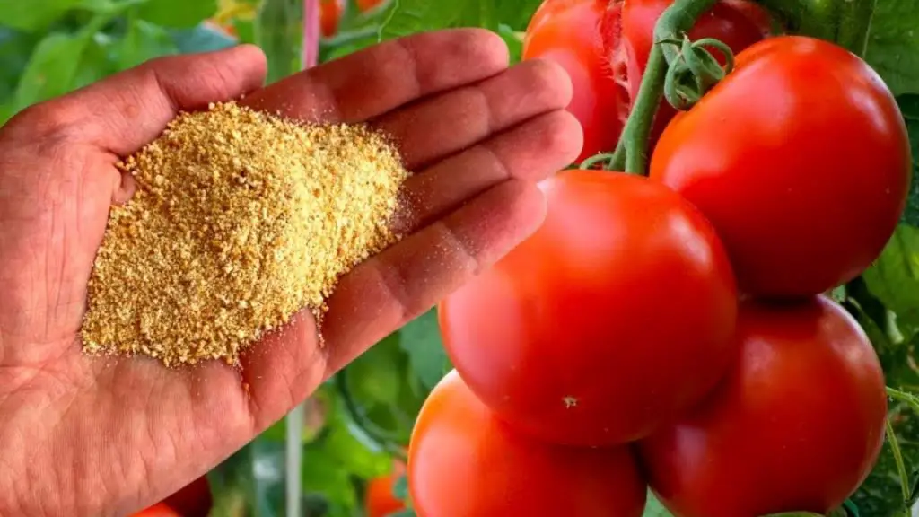 He aquí cómo promover el crecimiento de las plantas de tomate de forma natural – Mis Consejos Jardinería