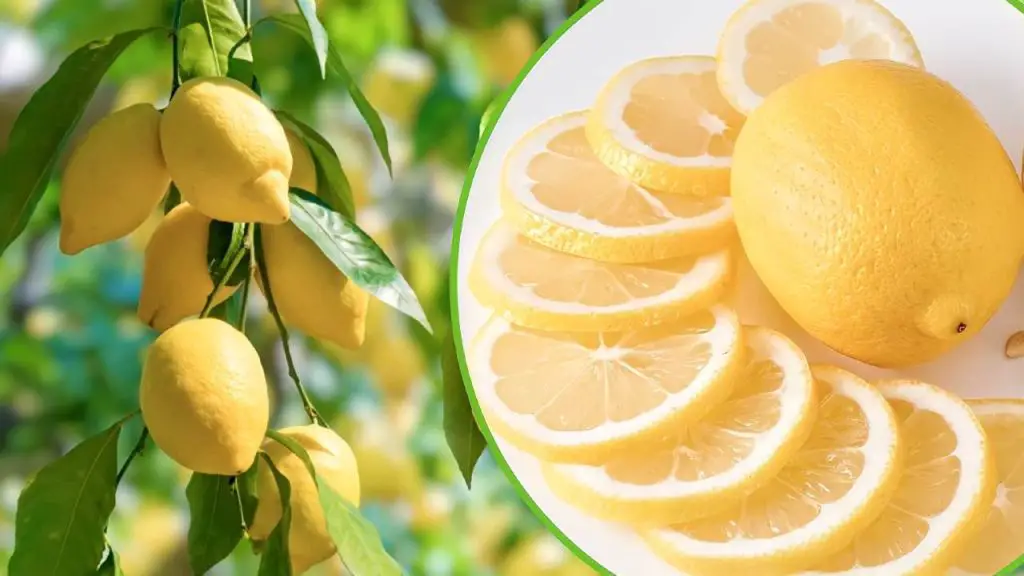 Hermosos y jugosos limones en casa, todos los consejos para crear una planta fuerte – Mis Consejos Jardinería