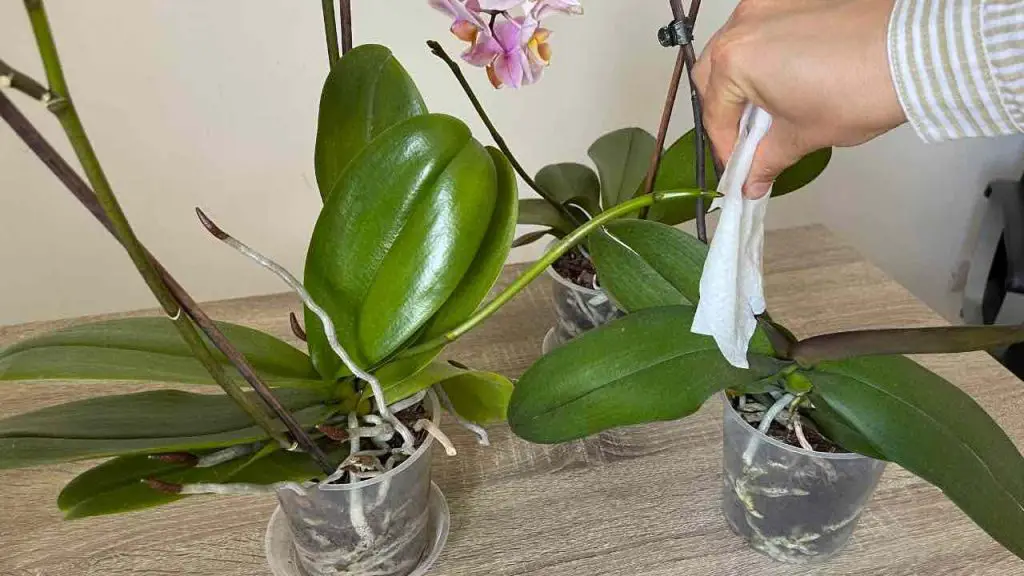 Hojas vigorosas y muy saludables, hazlo con tu orquídea y serás la envidia de todo el vecindario – Mis Consejos Jardinería