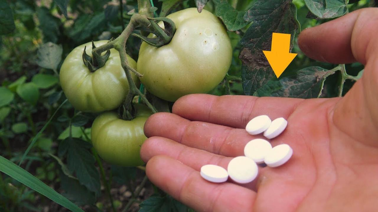 ingrediente para tomates gigantes