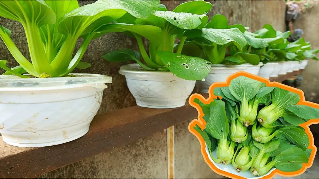 Huerto de apartamento: 10 vegetales que se pueden volver a cultivar en agua a partir de sus restos – Mis Consejos Jardinería