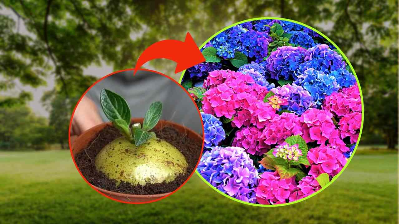 hortensia