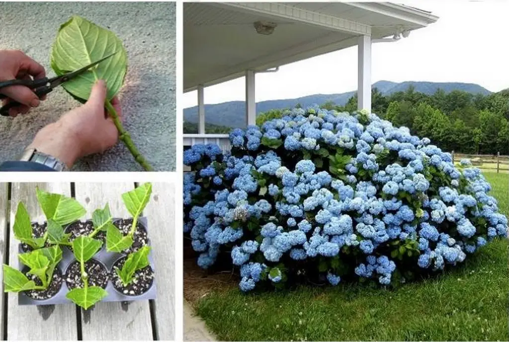 Hydrangea, utiliza el método de la fruta simple para reproducirla indefinidamente: qué gran avance – Mis Consejos Jardinería