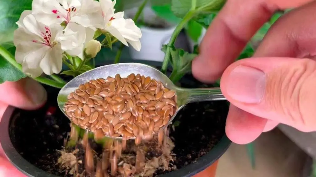 Incluso las flores que no han florecido durante años resurgirán: 1 cucharada en cada planta es suficiente – Mis Consejos Jardinería