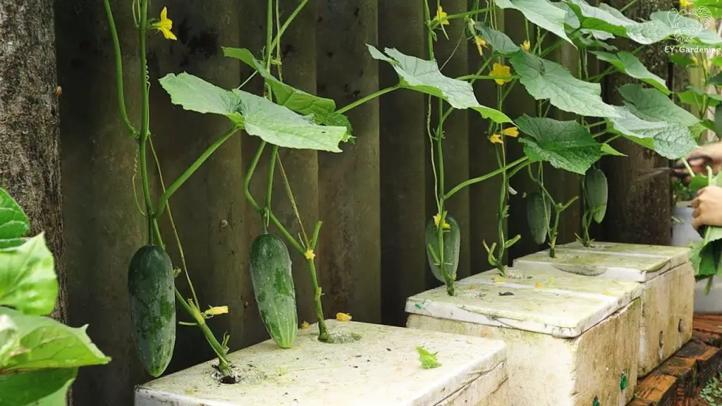 Las 7 frutas y verduras que no debes pelar – Mis Consejos Jardinería