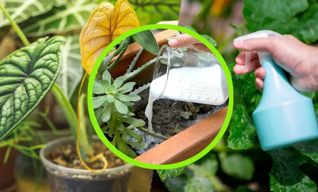 Leche en las plantas, todos la están vertiendo en el jardín | El Truco de los campesinos es realmente extraordinario. – Mis Consejos Jardinería