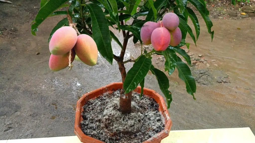 Los 8 beneficios del mango – Mis Consejos Jardinería