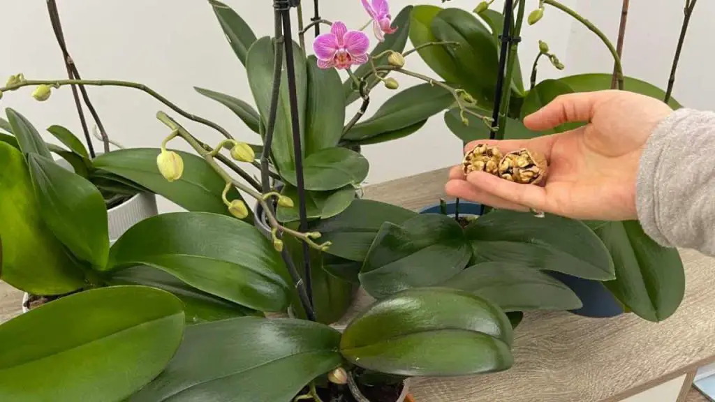 Orquídea, con esta solución natural tendrás flores sanas y abundantes – Mis Consejos Jardinería