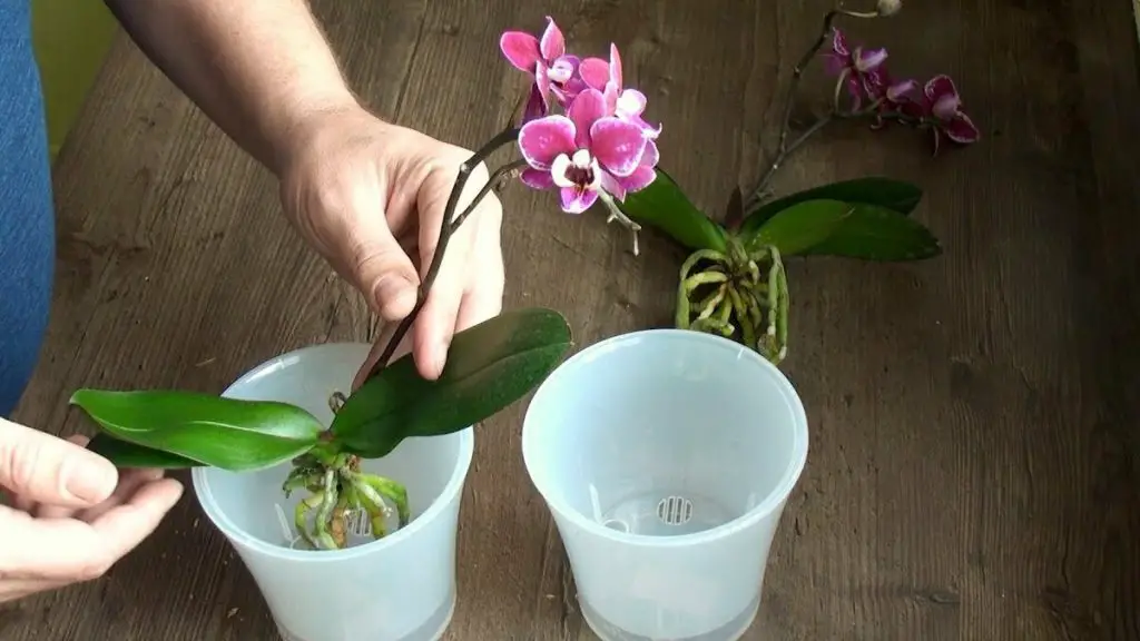 Orquídea hermosa y exuberante, solo si la riegas en este momento – Mis Consejos Jardinería