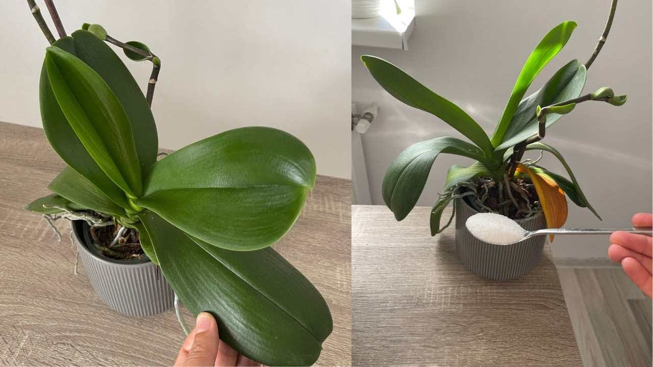 orquídea muerta