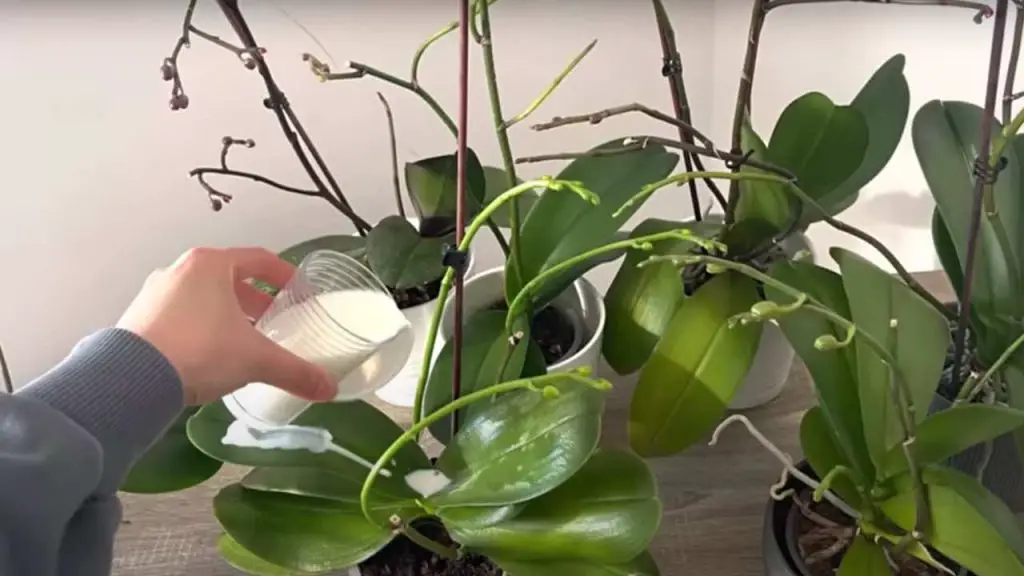 Orquídea muy frondosa, si la riegas con esto quedará 10 veces más bonita – Mis Consejos Jardinería