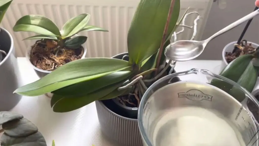 Orquídeas, 1 cucharada es suficiente y florecerán sin parar: abono muy potente – Mis Consejos Jardinería