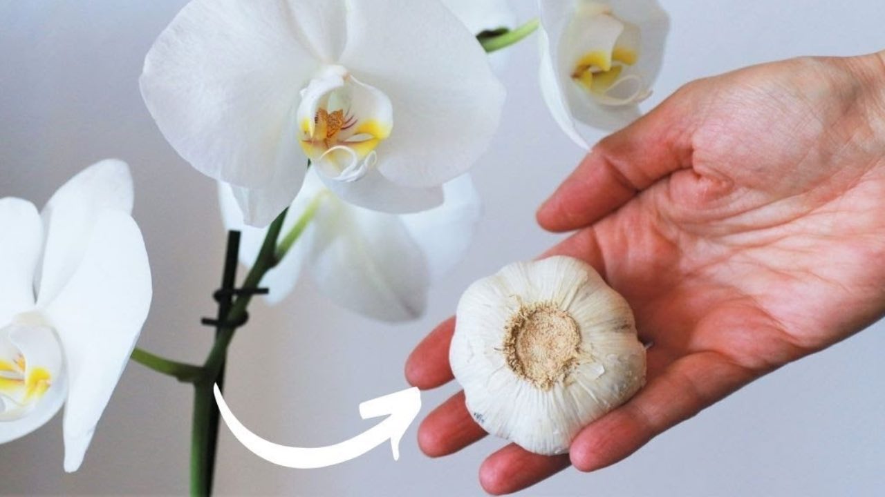 maquillaje de orquídeas