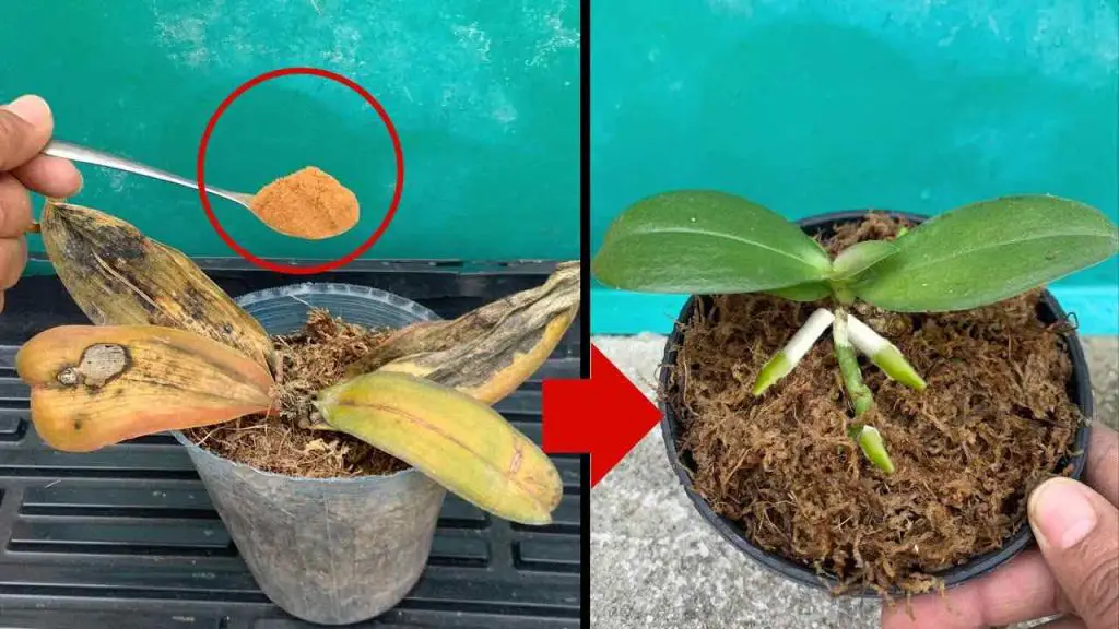 Orquídeas podridas, no hay que tirarlas: con una pizca de esto vuelven a la vida – Mis Consejos Jardinería