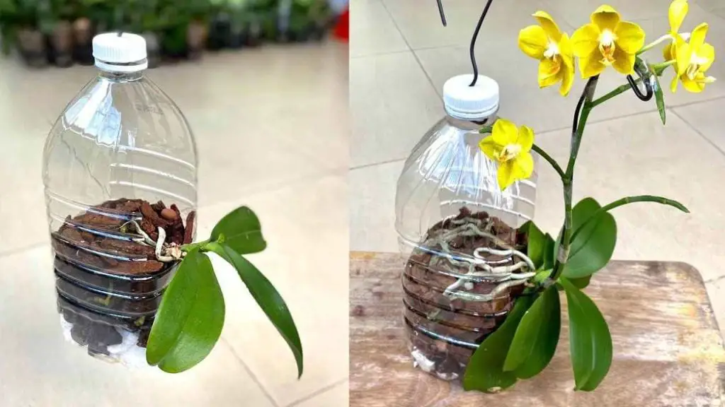 Orquideas, solo si las plantas asi crecen rapido y no se pudren – Mis Consejos Jardinería