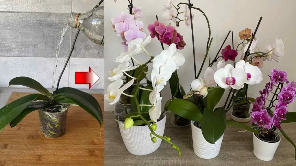 Orquídeas, solo si las riegas así duran toda la vida: siempre frondosas – Mis Consejos Jardinería